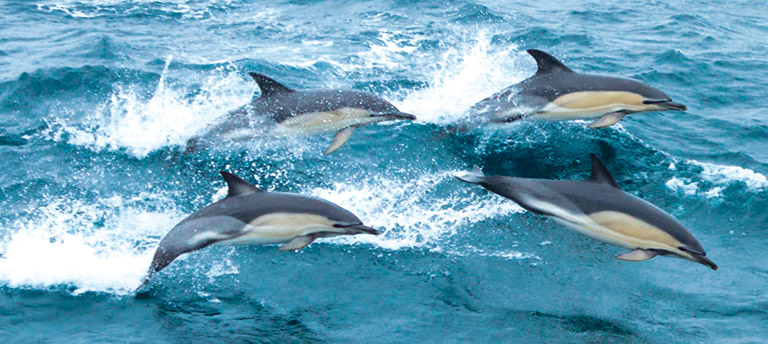 Common dolphins leaping out of the ocean